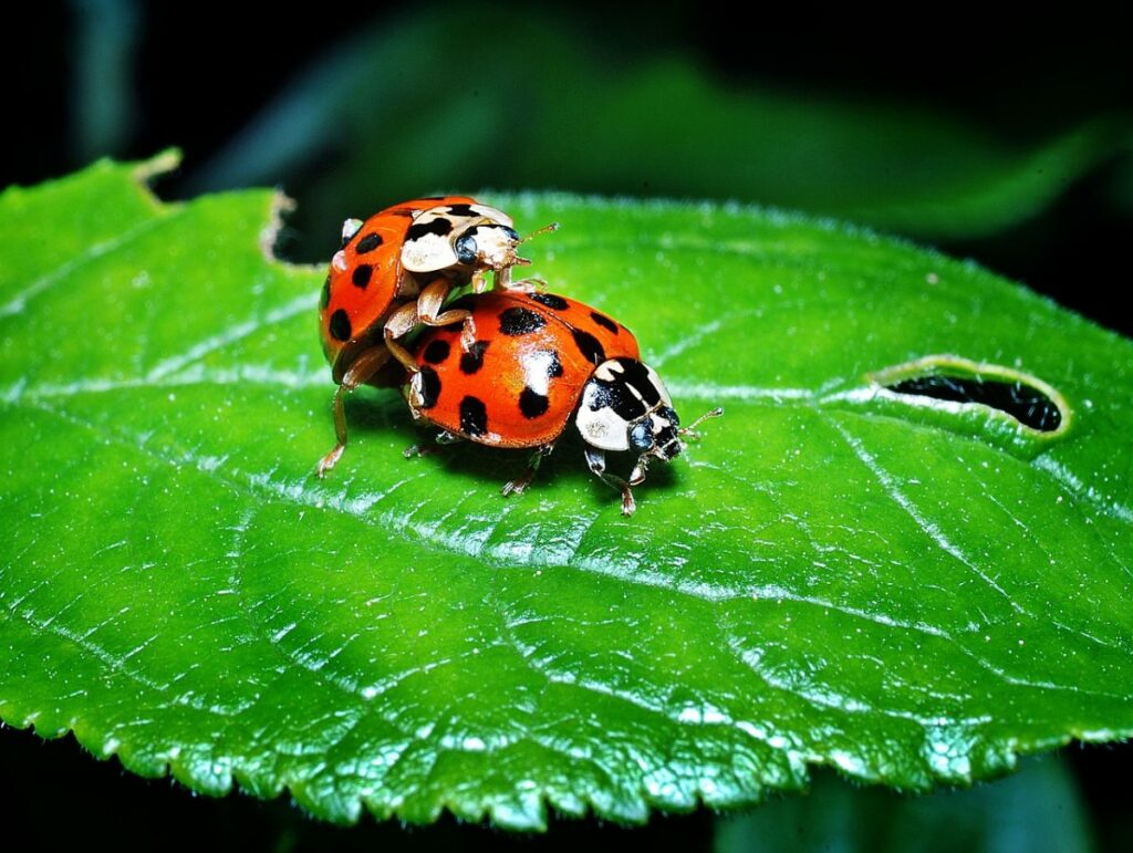 ladybugs 1271771 1280 1